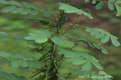 Indigofera arrecta